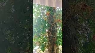 ഇതാണ് ഗയ്‌സ് നമ്മുടെ  സർപ്പ ഗന്ധി    മരം🌳🌳