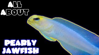 All About The Yellow Head Jawfish or Pearly Jawfish