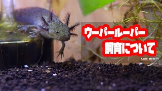 私が思うウーパールーパーの飼育について　【アクアリウム】