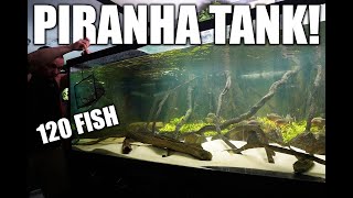 MORE PIRANHA!! 700G fish tank