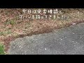 山で出会ったワンコの安否確認