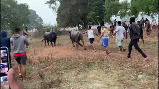 Bullfights Goa || Traditional Dhirio Sport || Goan Dhirio Sport ||