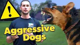 Why Do Dogs Become Aggressive?