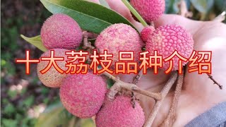 荔枝主推品種介紹：仙進奉，冰荔，井崗紅糯，鳳山紅燈籠，禦金球Introduction of the main lychee varieties: Xianjinfeng, Bingli