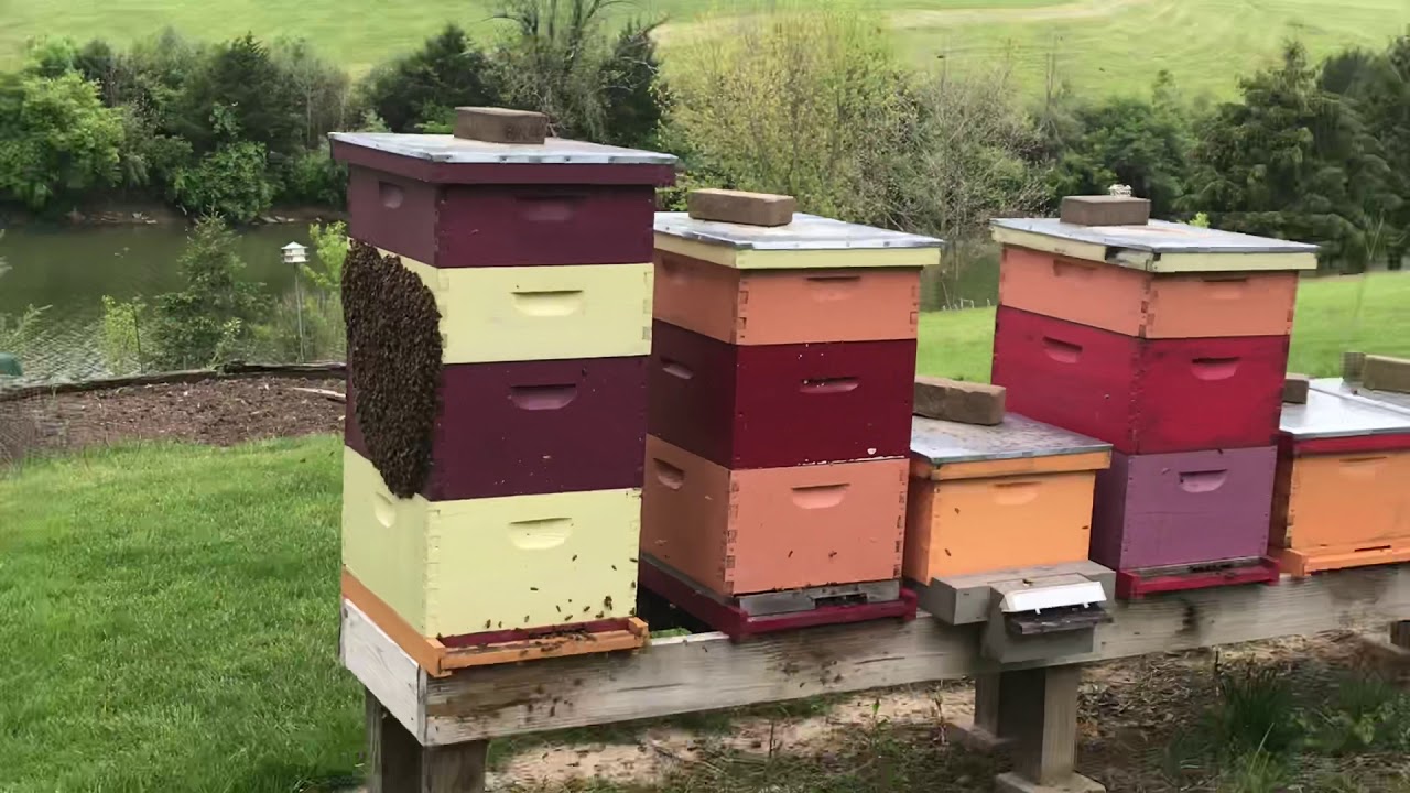 Bee Hives - YouTube