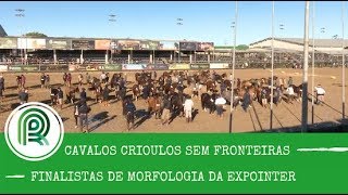 Todos os finalistas de morfologia da Expointer estão selecionados