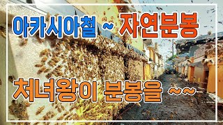 양봉 처녀왕 분봉/ 2차분봉