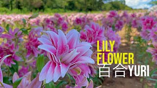 東京ドイツ村 (百合の花) THE JOURNEY OF FLOWERS 17(LILY FLOWER)