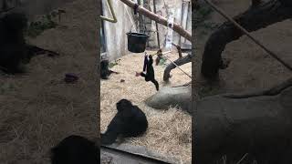 This baby Siamang is so cute 🥰🥺 || #cute #animals #shorts