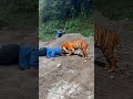 Hey tiger, get out of the way #45 #videoshort #wildlife #animals