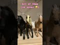 they are an army 🤣 schleichhorses horses collection