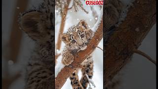 Unbelievable Rescue! Snow Leopard Cub Hanging from a Tree in a Snowstorm - Heartwarming rescues