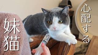 兄猫のお薬が気になって仕方ない妹猫がこうなりました　955話