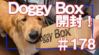 【178】DoggyBoxを開封しました！【ゴールデンレトリバーアポロVlog】