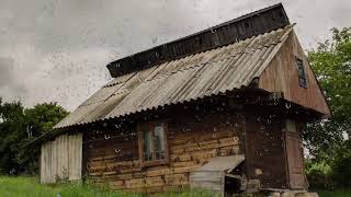 Rain Sounds on a Tin Roof (No Thunder) for Sleeping, Relaxing, Insomnia, Soothing a Baby or Study