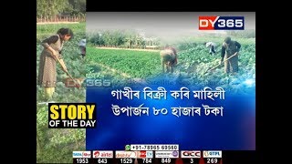 Dhemajiৰ Jairampurৰ এগৰাকী উদ্যমী মহিলা || Cow Milk Sell কৰি মাহে উপাৰ্জন কৰে ৮০ হাজাৰকৈ টকা  || STD