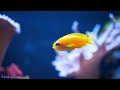 enchanting aquatic life 8k ultra hd 🐠 beautiful coral reef fish relaxing sleep meditation music