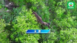 香港无线｜两岸新闻｜2024年8月16日｜两岸｜青海班玛县近日发现水鹿踪影｜TVB News