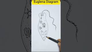 How to draw euglena #shorts #euglenadiagram #biology