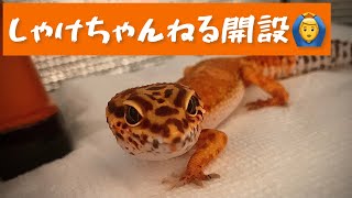 【爬虫類初心者】レオパをお迎えしました