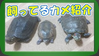 ＃カメ＃ペット【ペット紹介動画】我が家のカメを紹介するよ！【ゆっくり解説\u0026やや閲覧注意】