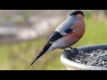 hýl obecný pyrrhula pyrrhula bullfinch