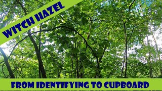 Witch Hazel - Identifying and Making Distilled Witch Hazel