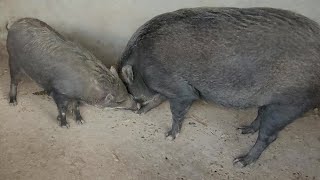 Angry Female Wild Boar Attacks And Doesn't Let Male Wild Boar Love