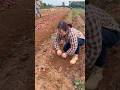 Rural farming life and harvesting potatoes from farmers #farming #harvesting #potatoes