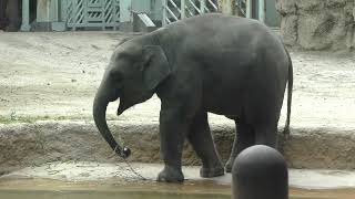 食べ物を水で濡らして食べるアルン!　Arun wets his food with water and eats it!　9月 22日 撮影