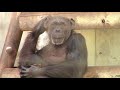 東山チンパンジー 双子の赤ちゃん 23 chimpanzee twin baby