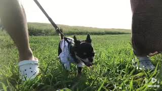 チワワ たま 河原 さんぽ