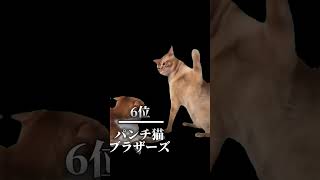 個人的に好きな猫ミームランキング