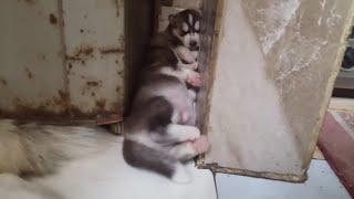 RS.2500 Only / Siberian husky puppies available for booking In Delhi NCR Cash On Delivery available