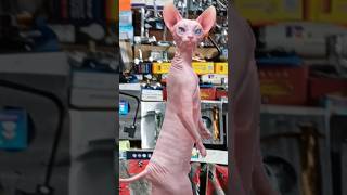 #cat #sphynxmoments #sphynx cute cat #funny #catlover #crazycat #comedy