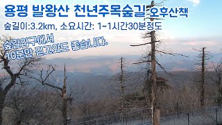 용평발왕산 천년주목숲길-1458미터 산정상 근처.나무데크길로 이루어진 걷기좋은 숲길코스에서의 여유로운 오후산책 (Walk in the mountain,Yongpyeong Korea