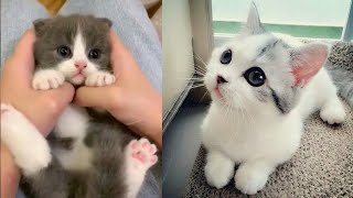 Funniest Animals// Cute cats-pets&dog video Part #1