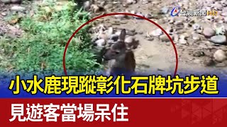 小水鹿現蹤彰化石牌坑步道 見遊客當場呆住