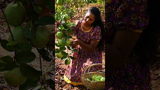 🍈🍈 Picking Apple Guava was so satisfying! | Traditional Me