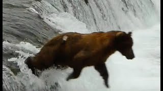Bear belly-flop!
