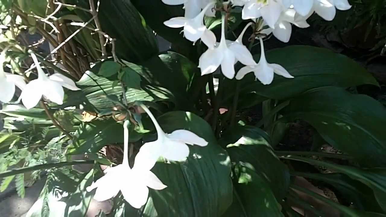 Nombre De Plantas De Interior Con Flores Blancas