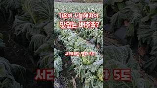 서리내린 영하 5도 기온이 내려가야 맛있는 배추죠? #shorts