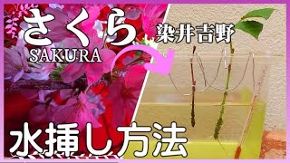 さくらの水挿し方法【SAKURA Propagation by Leaf Cuttings in Water】「 桜の増やし方」「ソメイヨシノ水挿し」「染井吉野の増やし方」「桜の挿し木方法」