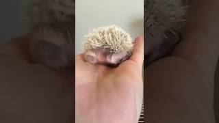 Hedgehogs as Pets 101