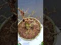 mini bonsai tree ficus bonsai banyan peepal