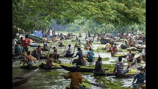 Floating Guava Market I Sondha River I Pirojpur I Barisal I Bangladesh I Rakibul Hasan I