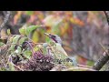 野鳥のお食事処「烏山椒亭」にアカゲラ・アオゲラ・コゲラが勢揃い！－六甲山－2018 11 16