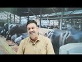 रिपीटर गाय भैंस की a i 👉 कब और कैसे करें ai repeat breeding in cow u0026 buffaloes treatment