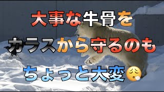 【円山動物園シロクマ】大事な牛骨をカラスから守るのもちょっと大変😮‍💨