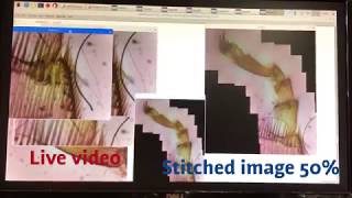 Microscope Image Stitching